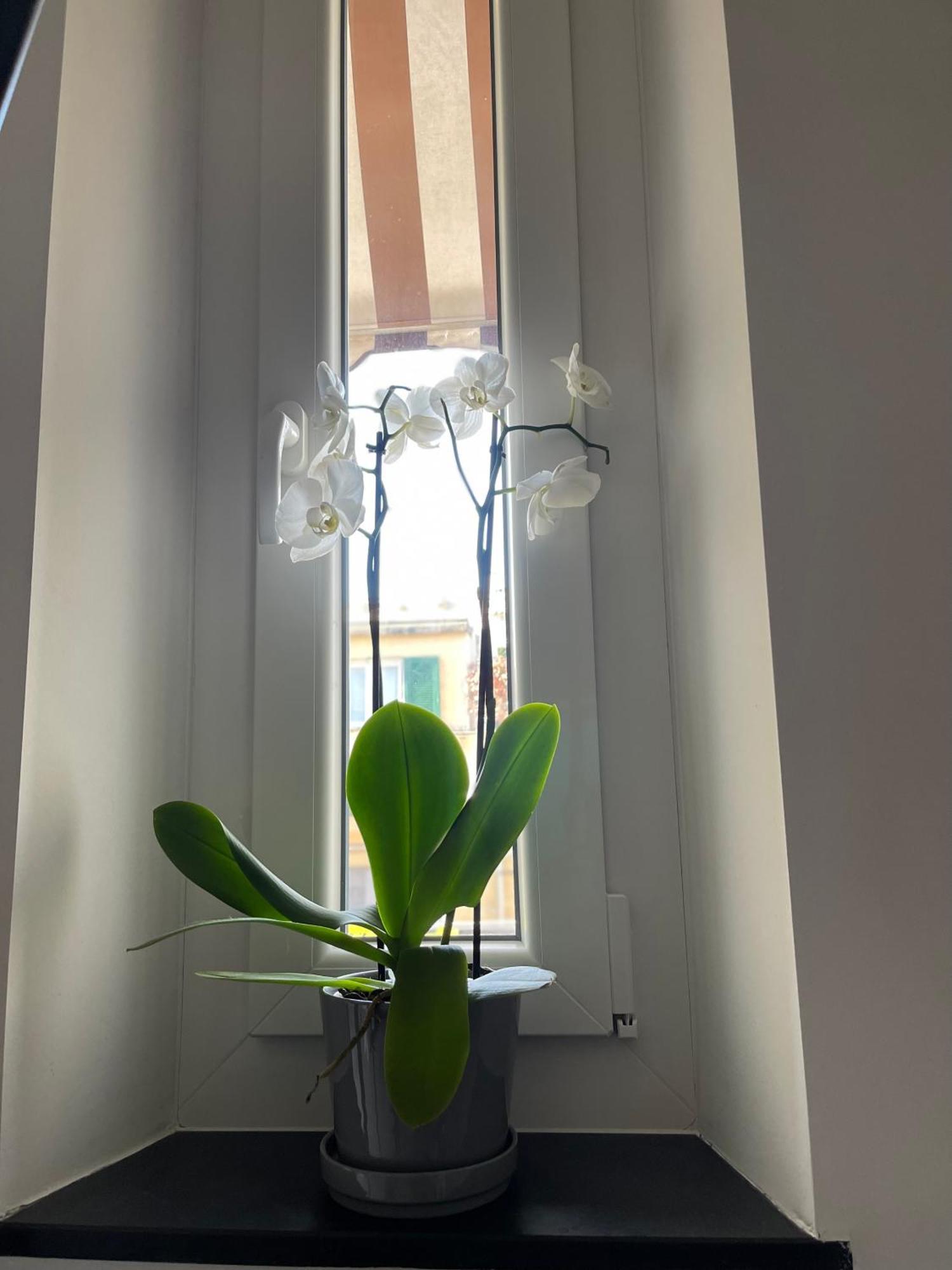 Casa Ideale Γένοβα Εξωτερικό φωτογραφία